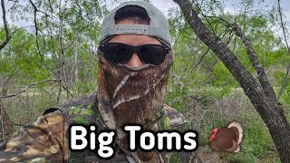 Spring Turkey Hunting 2023 ( Toms Gobbling)