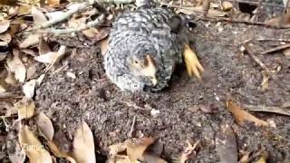 Backyard chickens foraging in the leaves and dusting in the dirt