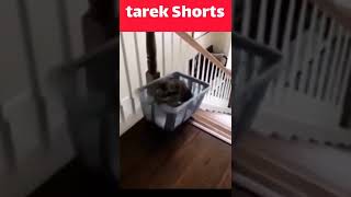 #funny #funnyvideo #funnyshorts #lion #bear #cat #cats #shorts #shortsvideo #video #amazing #comedy