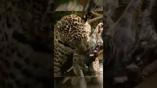 Jaguar | Jago di darat penakluk di perairan #shorts