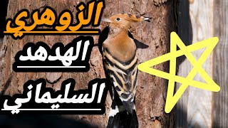 الزوهري الهدهد السليماني او الزوهري السليماني الهدهد الكشاف ما هي أسراره و علاقته الروحية بالهدهد ..