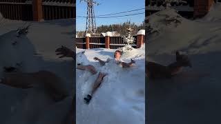 Снежные ванны. Готовлюсь к проруби ❄️💪🏼 #snowbathchallenge отмечай и делай ✌🏼