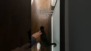 POV: The Moment Your Cat Realizes You’re About to Pick Them Up… and Bolts!