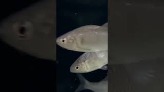 Korean small fishes, marine, aquatic beauty, South Korea