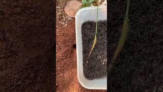 Clever ants attack big bug for food #shorts