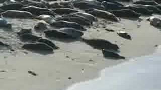 Seals in La Jolla