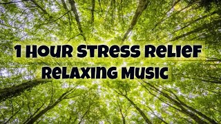 Relaxing Music For Stress Relief And Sleep | 1 Hour Of Music And Images For Yoga Or Study