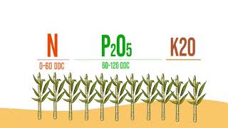 Nutricion en cultivo de Caña de Azucar