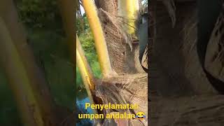 penyelamatan umpan mainan soft frog yang jadi andalan