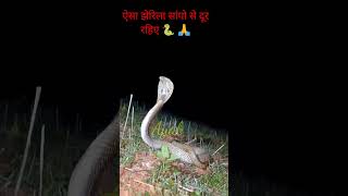 spectacled cobra #yearofyou #shorts #viral #trending