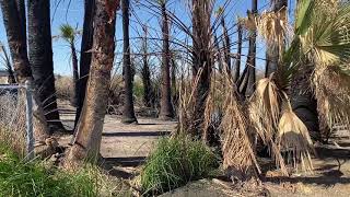 Holtville Hot Springs Burnt to a Crisp