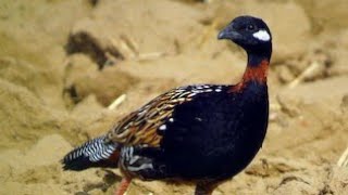 کالے تیتر سے جان بھی نہیں چھوٹتی #birds #birdsounds #francolinsound #blackfrancolin #birdslover