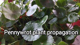 Pennywrot plant propagation