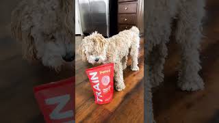 It was National Puppy Day — How did you celebrate? 🐶 #funnycavapoo #cutecavapoo #dogvideo