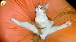 New Funny Cats and Dogs Videos 🐶🐱 |  Funny Animal Videos  #23