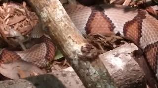 Venomous Copperhead Snake in Florida! #copperhead #snakes #dangernoodle