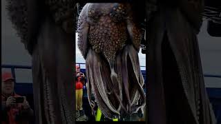 Giant Sea Monsters Caught by Fishermen!  #GiantSeaCreatures #FishingDiscoveries #OceanMysteries