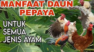 MANFAAT DAUN PEPAYA / KATES UNTUK AYAM BANGKOK, AYAM KAMPUNG, AYAM HIAS, SERTA CARA PEMBERIANNYA