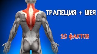 ТРАПЕЦИЯ и МЫШЦЫ ШЕИ. 10 ФАКТОВ. Биомеханика, Тренировки, Анатомия.