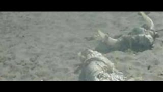 Mysterious Sea Monster Washes Ashore in Spain