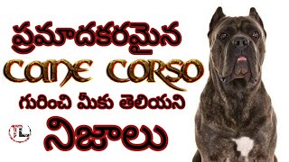 cane corso Dog Facts In Telugu | popular dog breed | taju logics