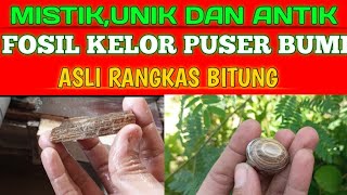 FOSIL KELOR PUSER BUMI ASLI RANGKAS BITUNG SUPER MISTIK ANTIK DAN UNIK