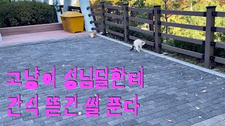 고냥이 성님덜한테 간식 뜯긴 썰