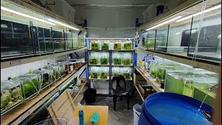 My Fish Room Breakdown - Simply Aquatic