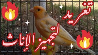 تغريد كناري ناار🔥🔥 لتجهيز الإناث