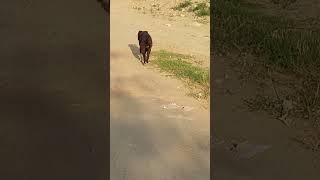 My Pitbull Dog Fight😱 Street Dog vs Pitbull Dog Fight😭😭#trendingshorts #ambully #viral #pitbulldog