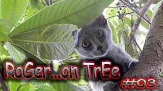 RoGeR on TrEe ... #03                           (: Cute Cat Funny Caturday Cats Relax :)