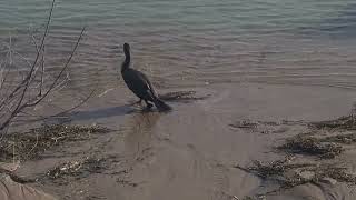 He's Got the Squirts (Lake Huron)