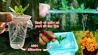 Best Way To Grow Plant Cuttings In Water l Kalanchoe Propagation In Water #Gardening #कलांचो