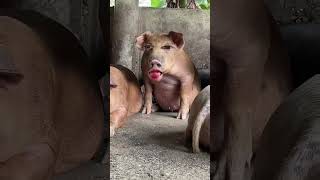 Pig must funny videos #ytviral #funny #funnybuffalo #funnyclip #pig #funnyvideo #comedy ##animals