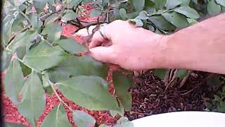 1st Blueberry picking from garden this year