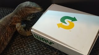 Black Throat Monitor Lizard Wants To Eat Subway 😂