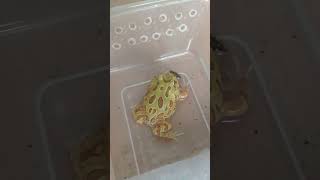 Makan enak 😂 #shorts #frog #pacmanfrog #animals #amfibi #aquarium #ikanhias #channa #shortvideo