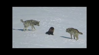 Une meute de loups a encerclé un glouton, et voici ce qui s'est passé ensuite...