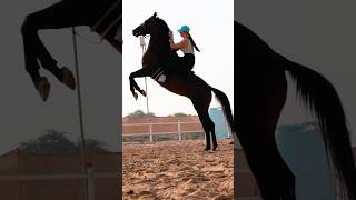 Horse rearing Dubai #horse #horseing #horseriding #horseridingschool #equestrian