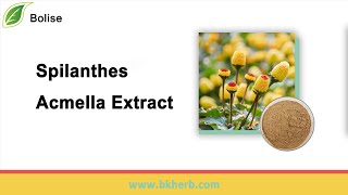 Buy Spilanthes Acmella Extract Powder at Wholesale Price