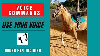 HORSE TRAINING ~ Horses are so smart! I trained my #horse on Voice Commands & Body Language #shorts