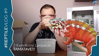 Odebrałem 3 Kameleony Lamparcie Tamatave!