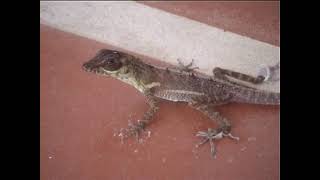 Lizards, Trinidad and Tobago