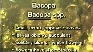 How to identify Bacopa spp