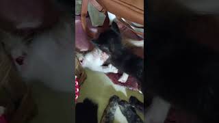 Wrestling Champions #adorable #cute #kitten #lovely #happy #enjoy #antidepressant #amazing #shorts