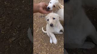 Adorable Puppies Playing Time 💃