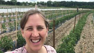 Staking tomatoes