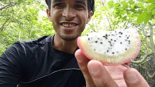 Coletando e comendo o fruto do mandacaru