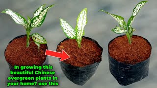 GROW THIS BEAUTIFUL CHINESE EVERGREEN PLANTS USING THIS EFFECTIVE & NON EXPENSIVE INGREDIENTS