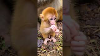 Did the lovely baby monkey learn to steal food?